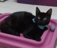 DALILA