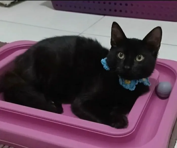 Gato ra a srd idade 2 a 6 meses nome DALILA