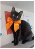 DALILA