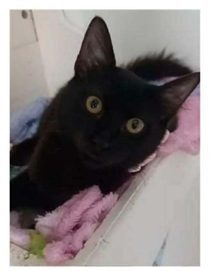 Gato ra a srd idade 2 a 6 meses nome DALILA