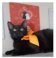DALILA