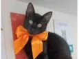 DALILA