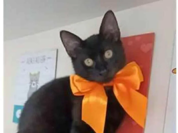 Gato ra a srd idade 2 a 6 meses nome DALILA
