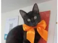 DALILA