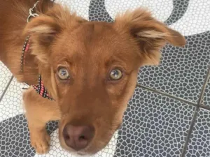 Cachorro raça nao sei  idade 7 a 11 meses nome Tobias