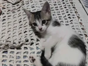 Gato raça Misturada  idade Abaixo de 2 meses nome Ragnar