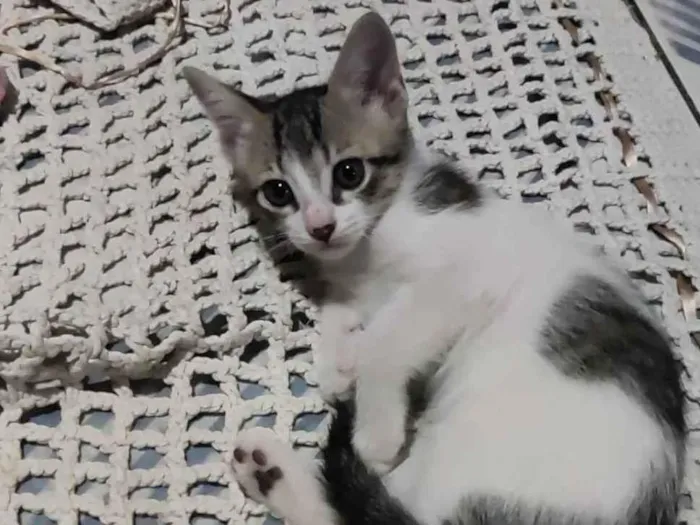 Gato ra a Misturada  idade Abaixo de 2 meses nome Ragnar