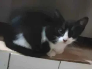 Gato raça Misturada idade Abaixo de 2 meses nome Zequinha