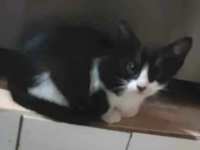 Gato ra a Misturada idade Abaixo de 2 meses nome Zequinha