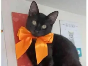 Gato raça srd idade 2 a 6 meses nome DALILA