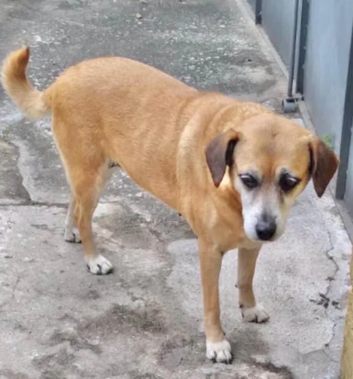 Cachorro raça Srd idade 6 ou mais anos nome Dara