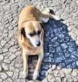 Cachorro raça Srd idade 6 ou mais anos nome Dara