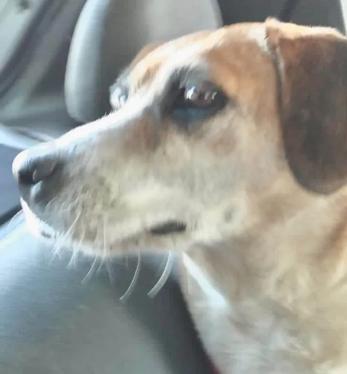 Cachorro raça Srd idade 6 ou mais anos nome Dara