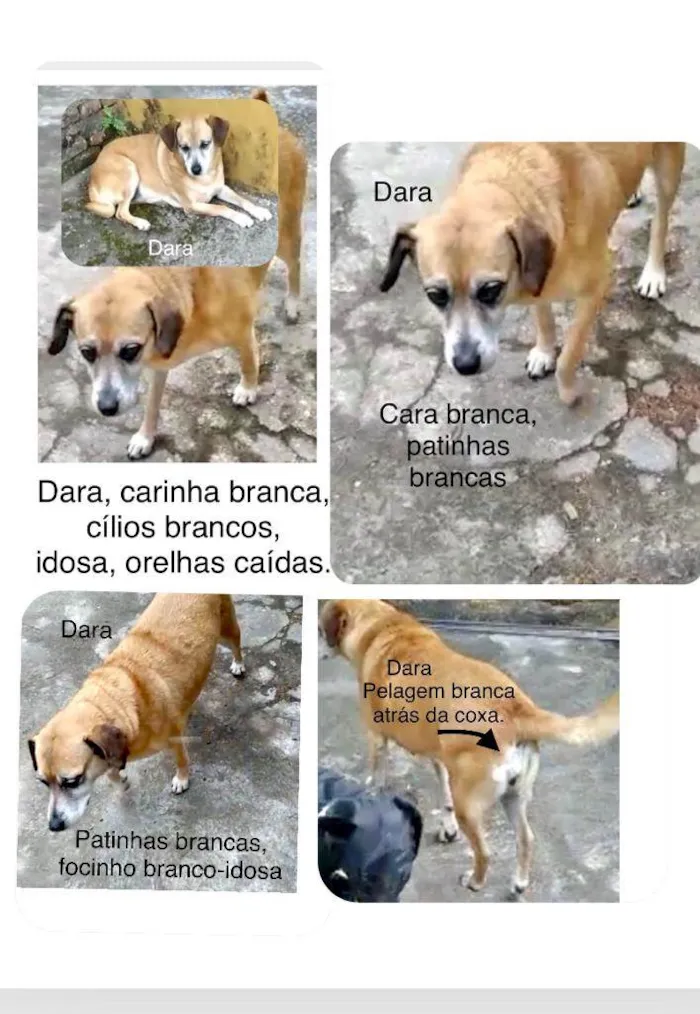 Cachorro raça Srd idade 6 ou mais anos nome Dara