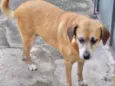 Cachorro raça Srd idade 6 ou mais anos nome Dara
