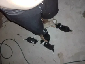 Cachorro raça Vira lata  idade 2 a 6 meses nome  Raika Lili Emily pa