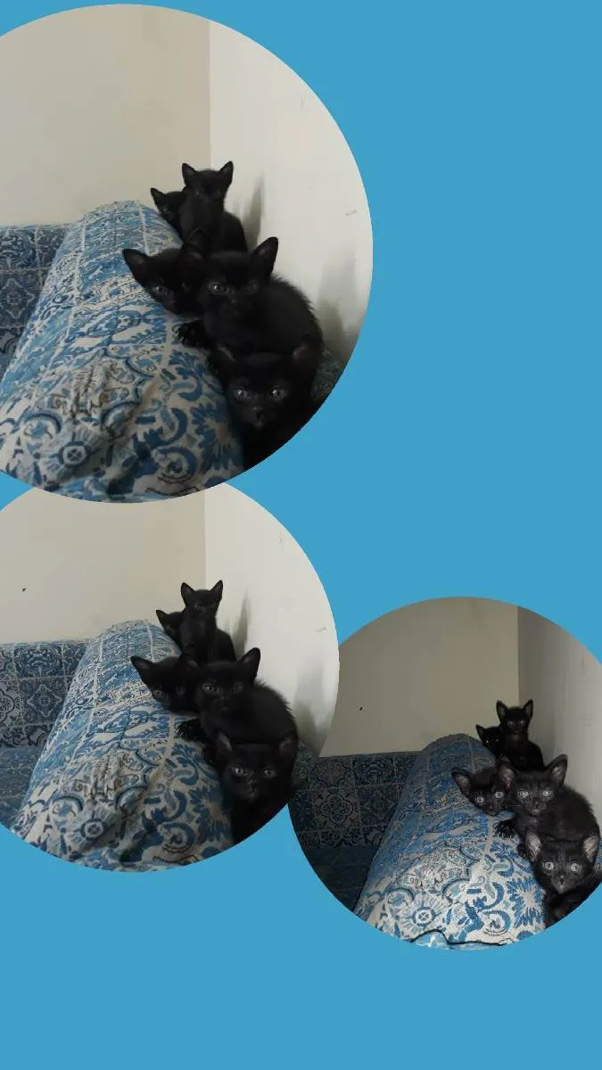 Gato raça Vira lata idade Abaixo de 2 meses nome Não tem ainda