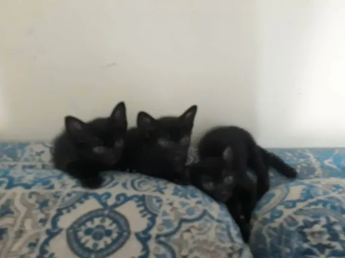 Gato raça Vira lata idade Abaixo de 2 meses nome Não tem ainda