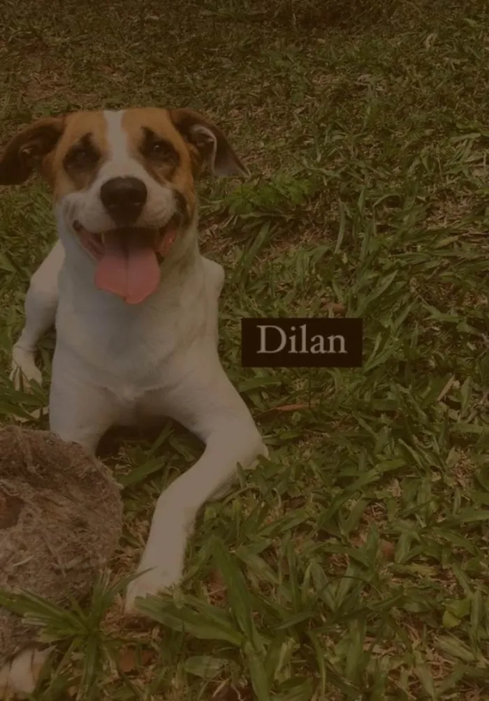 Cachorro ra a Viralata idade 3 anos nome Dilan