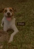 Dilan