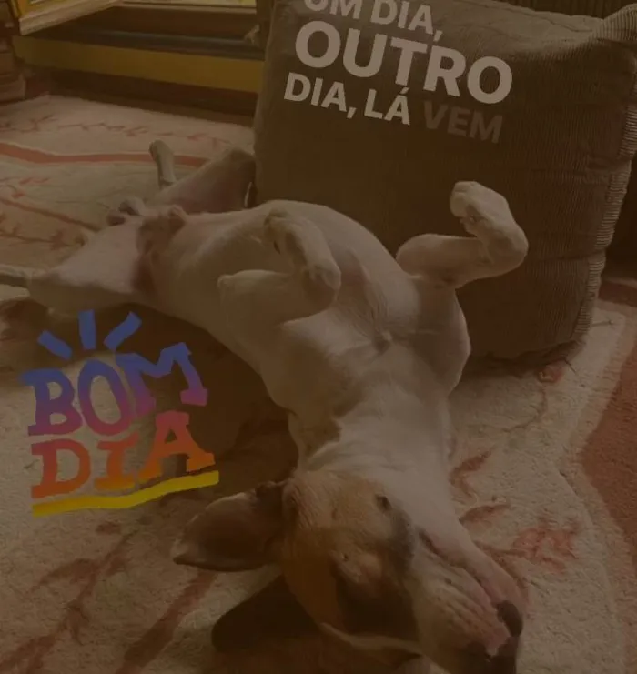 Cachorro ra a Viralata idade 3 anos nome Dilan