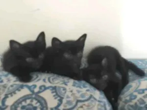 Gato raça Vira lata idade Abaixo de 2 meses nome Não tem ainda