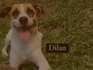 Cachorro raça Viralata idade 3 anos nome Dilan