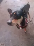 Rex