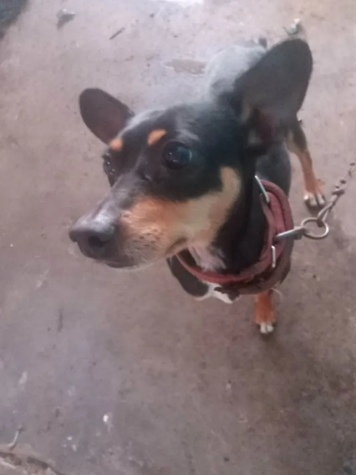 Cachorro ra a Indefinida idade 3 anos nome Rex