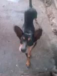 Rex