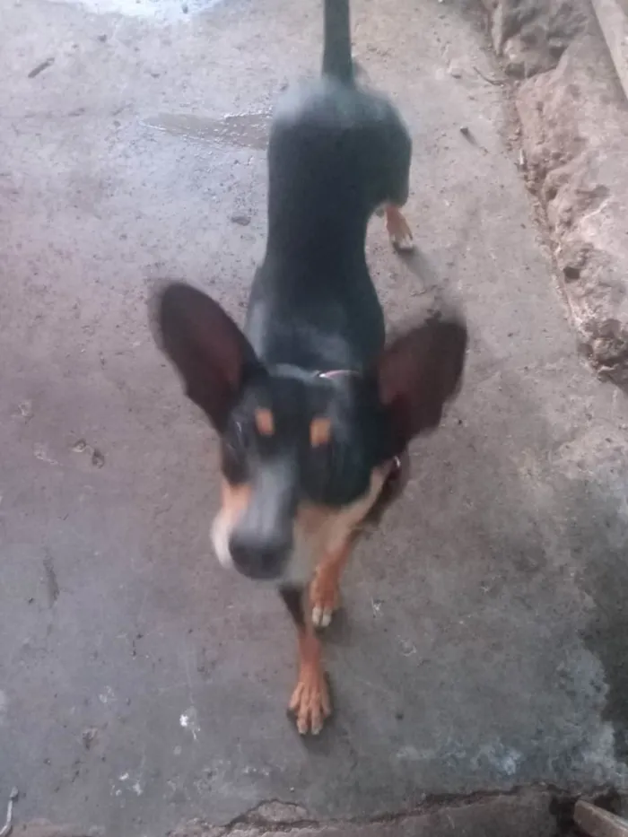 Cachorro ra a Indefinida idade 3 anos nome Rex