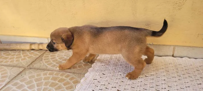 Cachorro ra a SRD idade Abaixo de 2 meses nome Recem nascidos