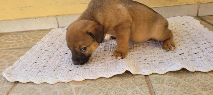 Cachorro ra a SRD idade Abaixo de 2 meses nome Recem nascidos
