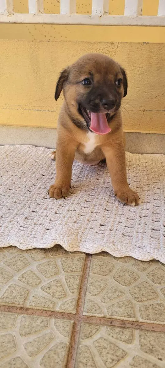 Cachorro ra a SRD idade Abaixo de 2 meses nome Recem nascidos