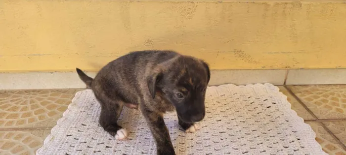 Cachorro ra a SRD idade Abaixo de 2 meses nome Recem nascidos