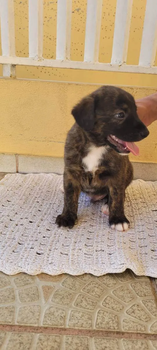 Cachorro ra a SRD idade Abaixo de 2 meses nome Recem nascidos