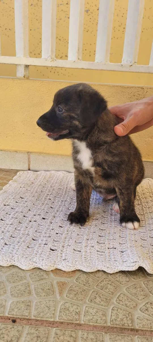 Cachorro ra a SRD idade Abaixo de 2 meses nome Recem nascidos