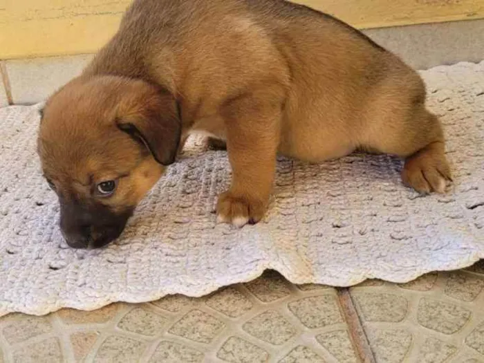Cachorro ra a SRD idade Abaixo de 2 meses nome Recem nascidos