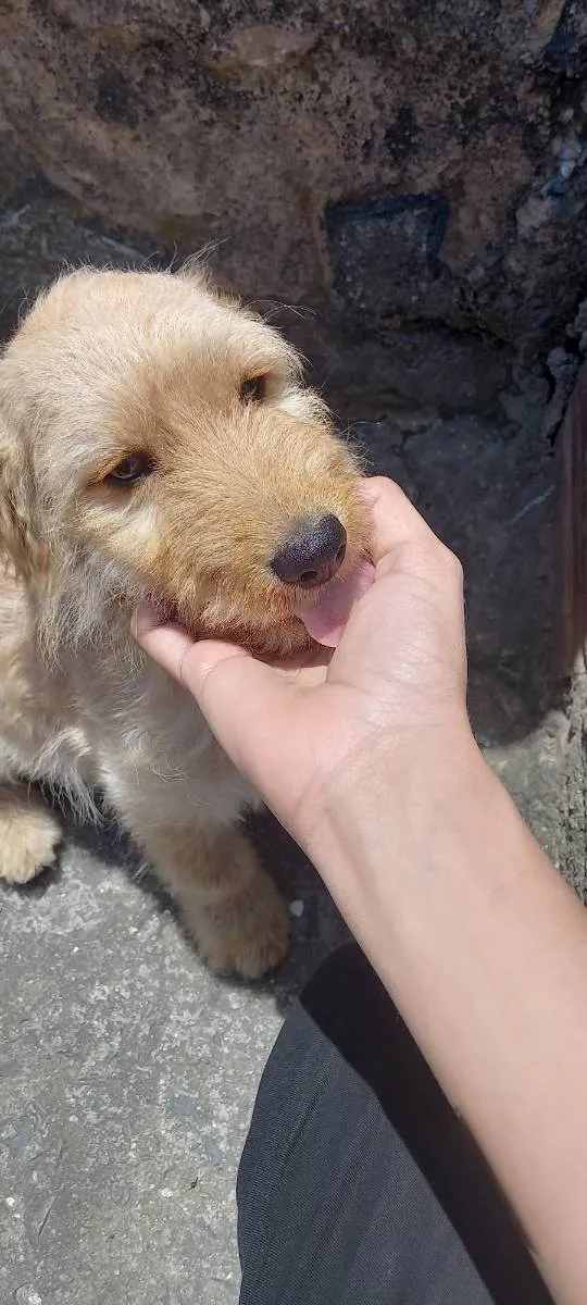 Cachorro raça  idade Abaixo de 2 meses nome Peludinho