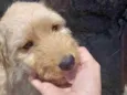 Cachorro raça  idade Abaixo de 2 meses nome Peludinho