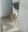 Toto