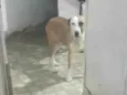 Toto