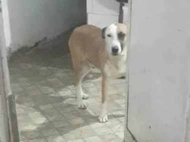 Cachorro ra a Vira-lata idade 3 anos nome Toto