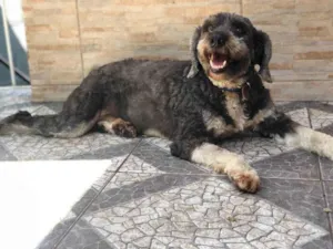 Cachorro raça Vira Lata idade 2 anos nome Bidu