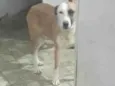 Toto