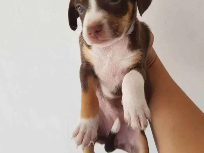 Cachorro ra a Mestiço  idade 2 a 6 meses nome Bento,pandora,atena,