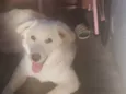 Maila