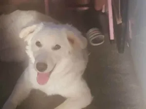 Cachorro raça Postor branco  idade 7 a 11 meses nome Maila 