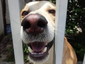 Cachorro raça Srd idade 1 ano nome Trovão 