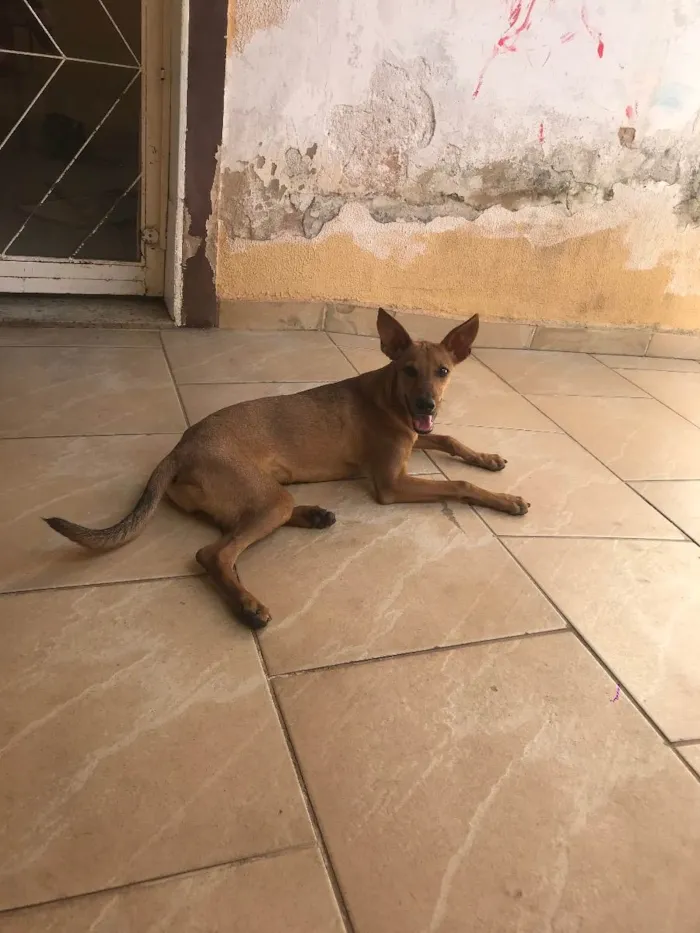 Cachorro ra a SRD idade 2 anos nome Malu